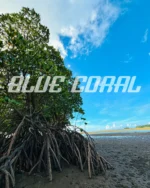 公式】ブルーコーラル川平湾遊覧船｜石垣島グラスボートBLUE CORAL
